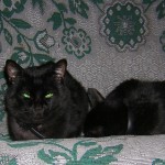 Котята: 3 черных и 1 белый