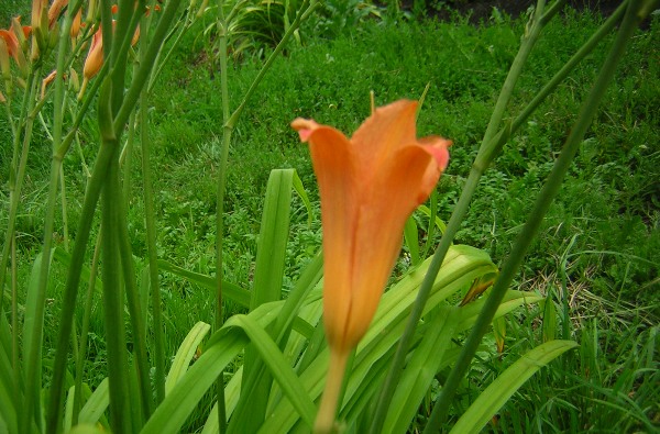 Цветочек от Печорина