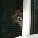 Кошка выглядывает из окна