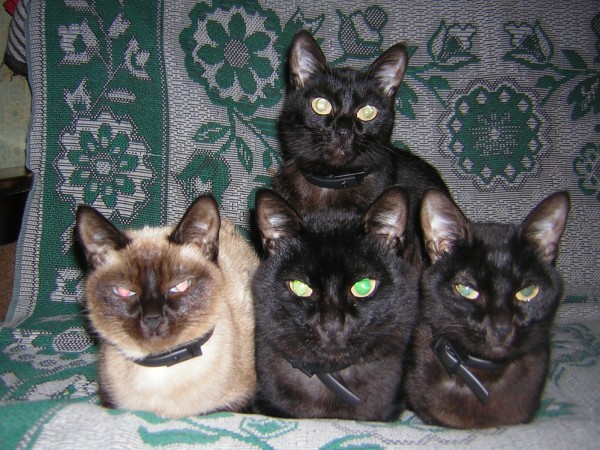 Котики: черные и серенький