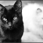 Чёрно-белое. Кот
