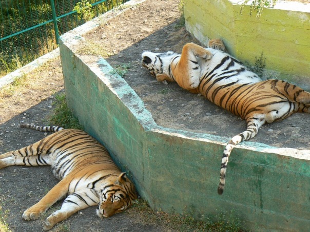 Спящие тигры.