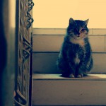 Кошка на лестнице.